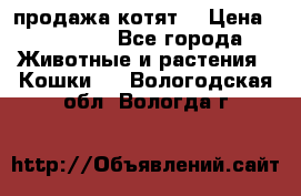 продажа котят  › Цена ­ 15 000 - Все города Животные и растения » Кошки   . Вологодская обл.,Вологда г.